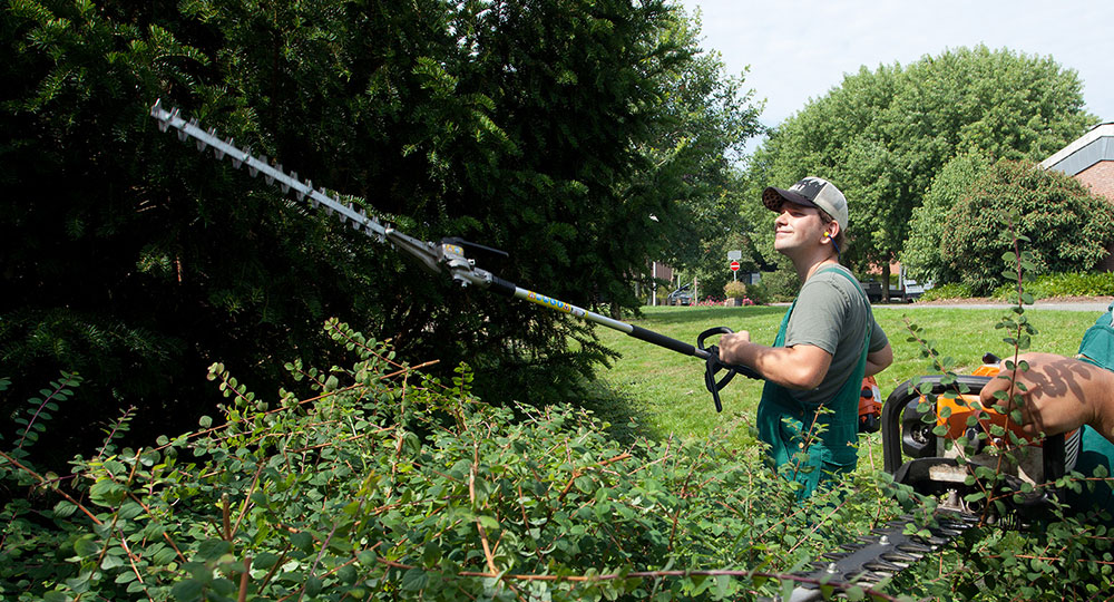 Ein Bild aus dem Bereich Gartenbau.